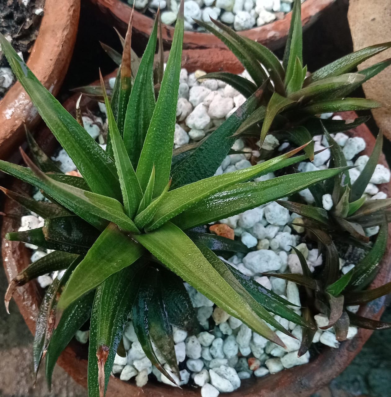 Haworthia